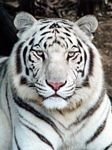 pic for White Tiger
